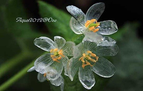 在日本本州岛北部有一种山荷叶花，每当淋雨...