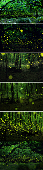 日本摄影师Yume Cyan在名古屋的森林，利用长曝光拍到了求偶期中萤火虫。