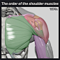 Shoulder muscles