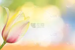 贺卡,郁金香,特写,模板,花蕾,浪漫,多色的,背景,可爱的,一个物体