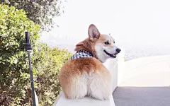 柯基的性感大屁股可爱高清壁纸