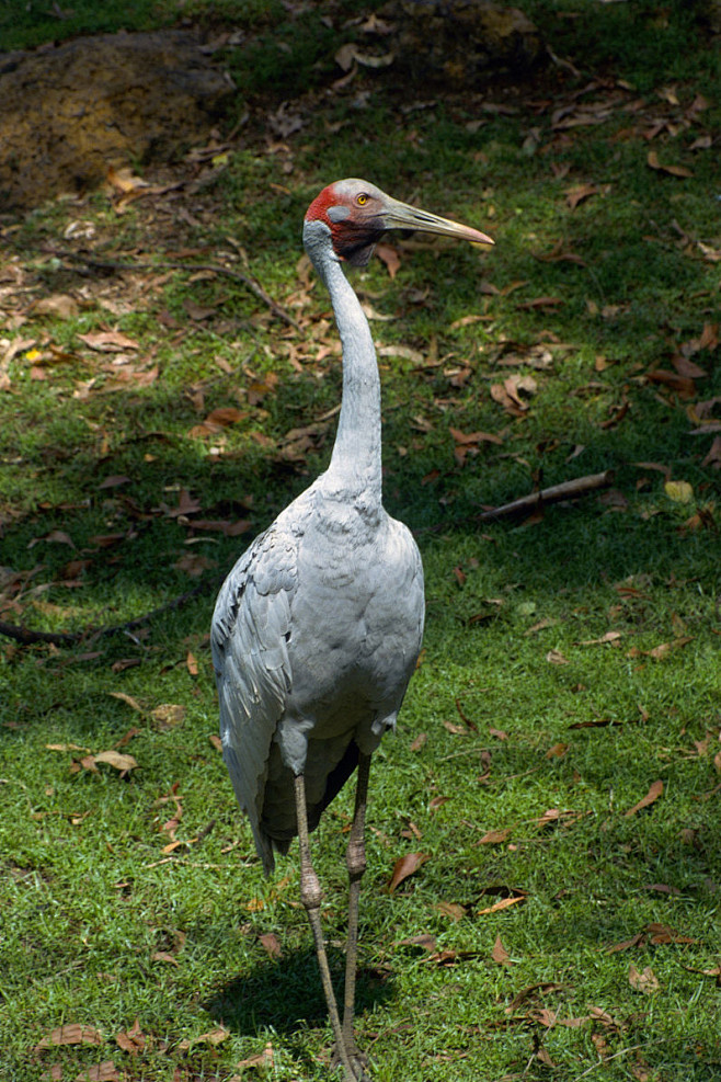 鹤形目鹤科鹤属澳洲鹤