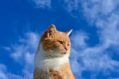 点击来源直接获取大图文件 |一只黄色和白色的猫在天空背景下望向远方