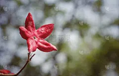 丑角光荣凉亭花或大树冠有选择焦点和复制空间，也被称为光荣树或花生酱树，完美的壁纸