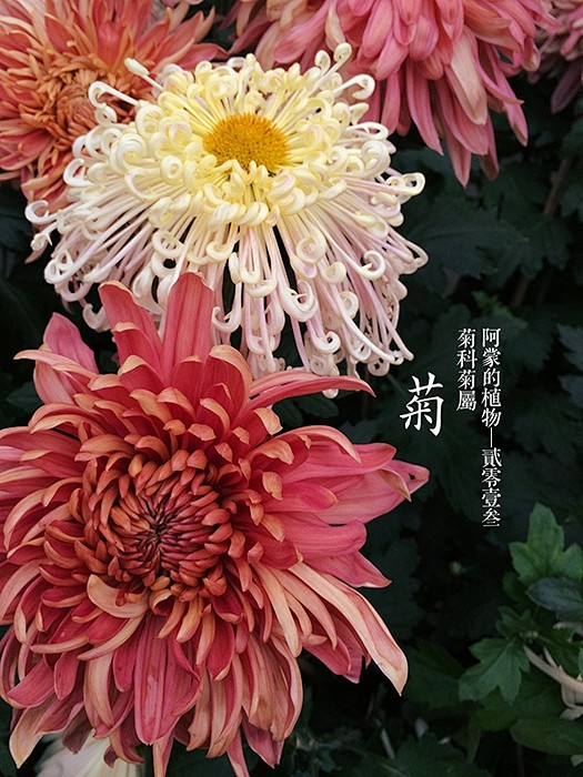 菊花