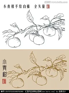 柑 小青柑手绘 矢量 _临时画板 