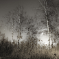 Wetland on Behance