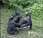 【真正的猩球之战】《猩球崛起》中，爱好和平的黑猩猩凯撒领着一众大猿，和人类打得不亦乐乎。但在现实里，黑猩猩也如这般爱好和平？倭猩猩都像科巴那样暴力？人类和猩猩们有多相似？请看切香蕉专家@正宗猥琐猫 从非洲前线发回的报道：|真正的猩球之战：来自中国研究者的前线报道 如果科巴是真正的倭猩猩，那么他该如下图
