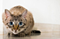 cat-2590464-1024x683