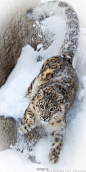 雪豹（Snow leopard）这种生物，光那条长尾巴就占走了一大波萌点(灬ºωº灬)