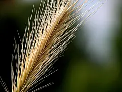 精美Vista花草壁纸特辑高清桌面壁纸1