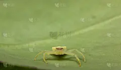 绿蟹蜘蛛特写