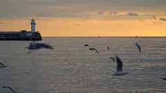 日落时分，海鸥在一座灯塔的鼹鼠背景下飞翔