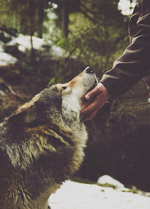 • Wolf | wonderful •...