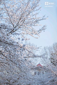 墨迹时景么么哒采集到花