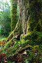 Rain Forest | Rain Forest, Olympic National Park, Washington… | Caryn Rauh | Flickr