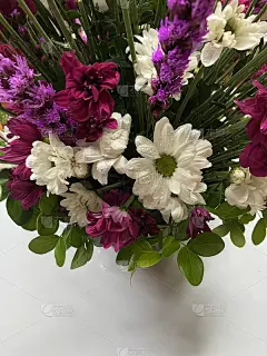 紫菊花插花
