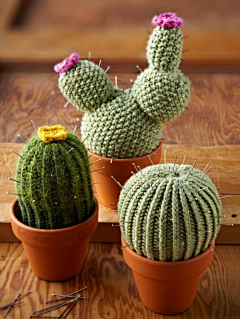 Junly_采集到Cactus