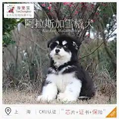 淘宠宝纯种犬阿拉斯加雪撬犬宠物狗狗活体幼犬公有芯片证书送保险-tmall.com天猫