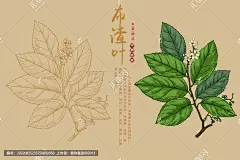 布渣叶 羊角藕 羊角树 医草 草本植物 中药插画 本草纲目 中药大全 手绘布渣叶 手绘中草药 手绘值物花草 布渣叶包装插画 草药包装插画 中草药包装插画 复古医书草药插图