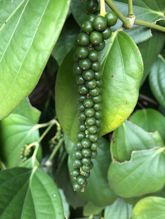 白胡椒 黒胡椒 中西代表｜環境への取り組み