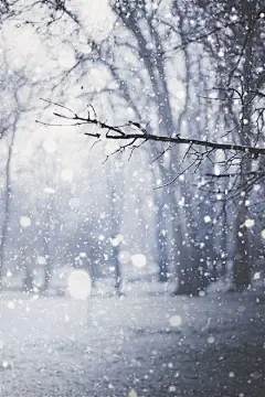 霜雪吹满头，也算是白首。