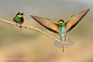 Photograph The arrival of the bee-eater by Javier Fernández Sánchez on 500px
