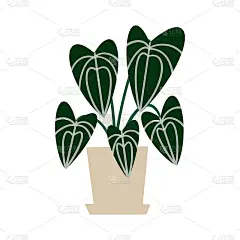 盆栽海棠。平面手绘观叶植物现代办公室或家庭装饰插图。