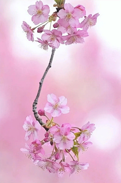 司徒阳阳子采集到花花草草