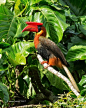Rufous Hornbill (Buceros hydrocorax), also known as Philippine Hornbill and, locally, as Kalaw (pronounced kah-lau) is a large species of hornbill. It is endemic to the Philippines.