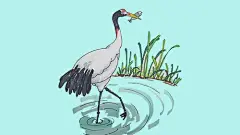 仙鹤简笔画_百度图片搜索