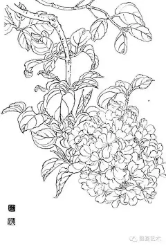 书画联盟丨工笔白描花卉写生方法 及一组白描花卉素材 : 书画联盟丨工笔白描花卉写生方法 及一组白描花卉素材,写生,书画,工笔,白描,牡丹