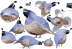 {西方系列}欧美动物（卡通，写实）