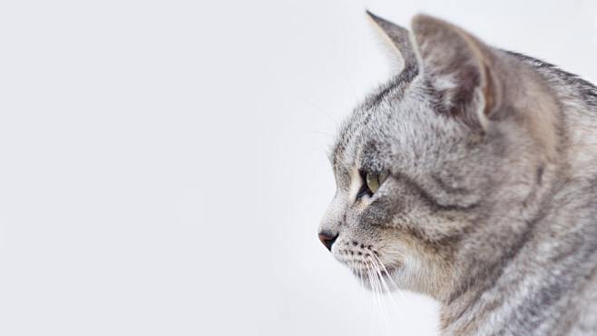 gray and white tabby...