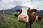 Curious Cow by Brad Hammonds on 500px