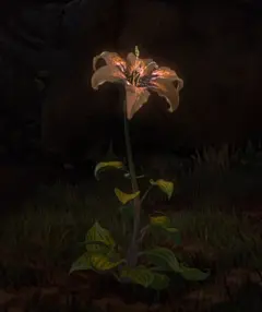 花卉壁纸