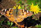 蝴蝶,clouded yellow butterfly,蛱蝶,水平画幅,乌克兰,植物,两翼昆虫,黄色,动物