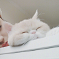 筱楠LNの情头<a class="text-meta meta-mention" href="/n1614783928/">@爱人洋洋洋吖</a>