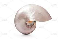 珍珠壳的鹦鹉螺号 pompilius