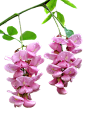 槐花