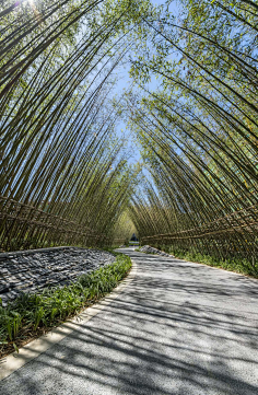 z景观竹子景观设计