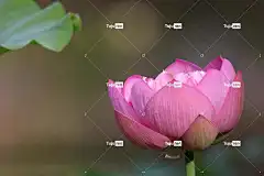 莲花 自然 水生植物 植物学 盛开 花壁纸 开花 美丽的花朵 花