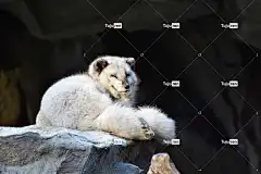 北极狐 狐狸 野生动物 捕食者 白色的 自然 白色狐狸 白毛