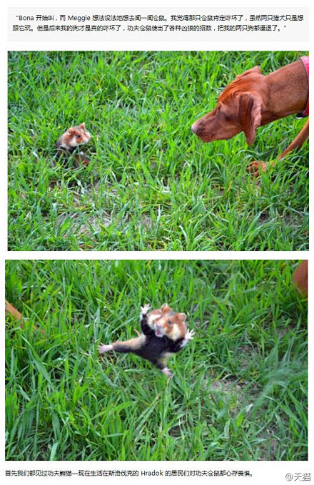 天猫：#喵趣横生# 吓退猎犬的功夫仓鼠！...
