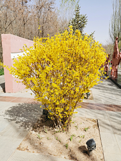 造园小花匠采集到A-落叶花灌木