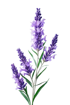 薰衣草1