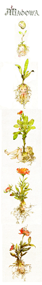 miaoowa 的插画 一岁一枯荣 #采集大赛#