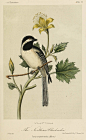 black-capped-chickadee-rawscan.jpg (1660×2709)