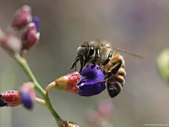 忙碌的蜜蜂花丛特写桌面高清壁纸桌面壁纸4