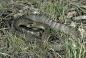 东部拟眼镜蛇（棕网澳蛇）Pseudonaja textilis，LD50：0.0365，分布：澳洲